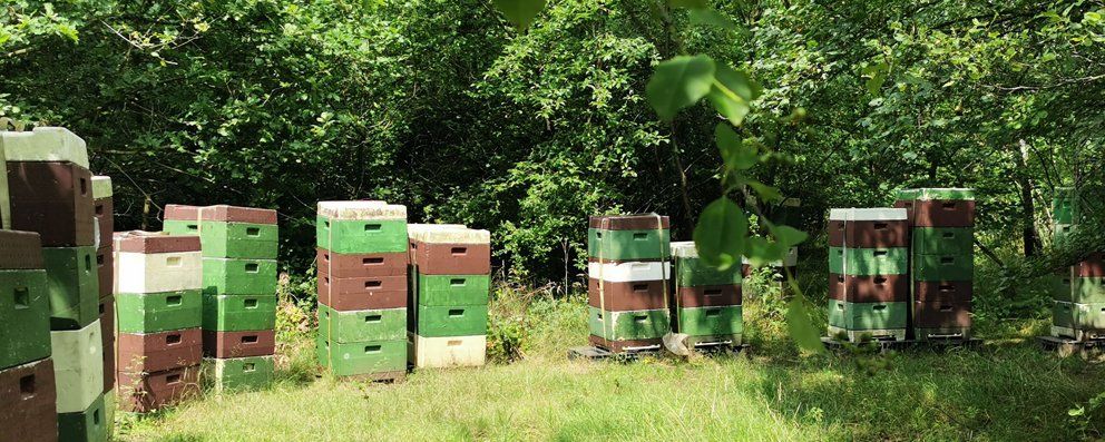 Bienenstock