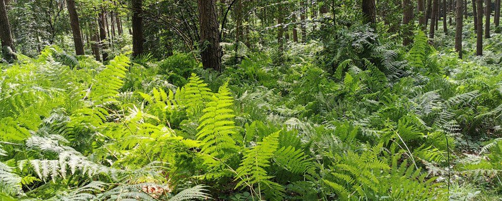 Geführte Wanderungen