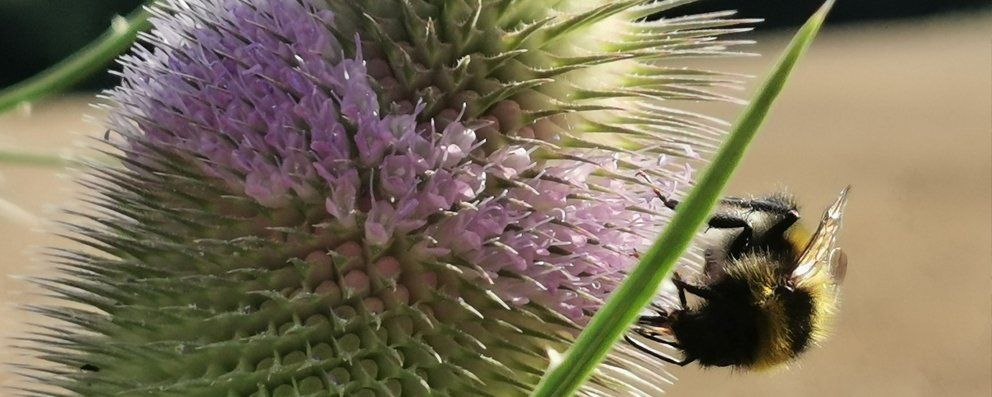 Hummel auf Blüte