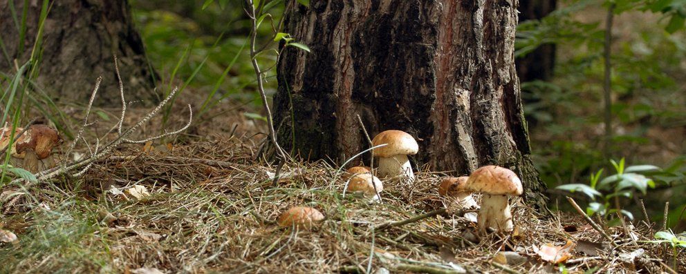 Gesammelte Pilze