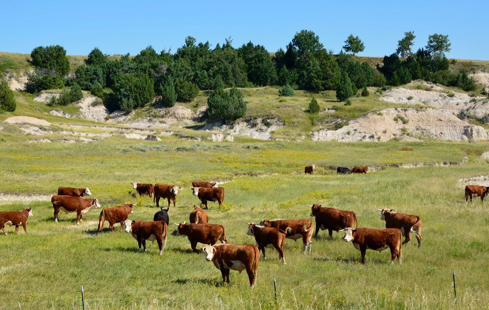 Countryside Landscape In South Dakota - Aberdeen, SD - Gellhaus & Gellhaus, P.C. Countryside Landscape In South Dakota - Aberdeen, SD - Gellhaus & Gellhaus, P.C.