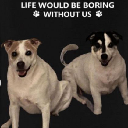 Two dogs with white and brown/black markings, smiling, against a black background with text: