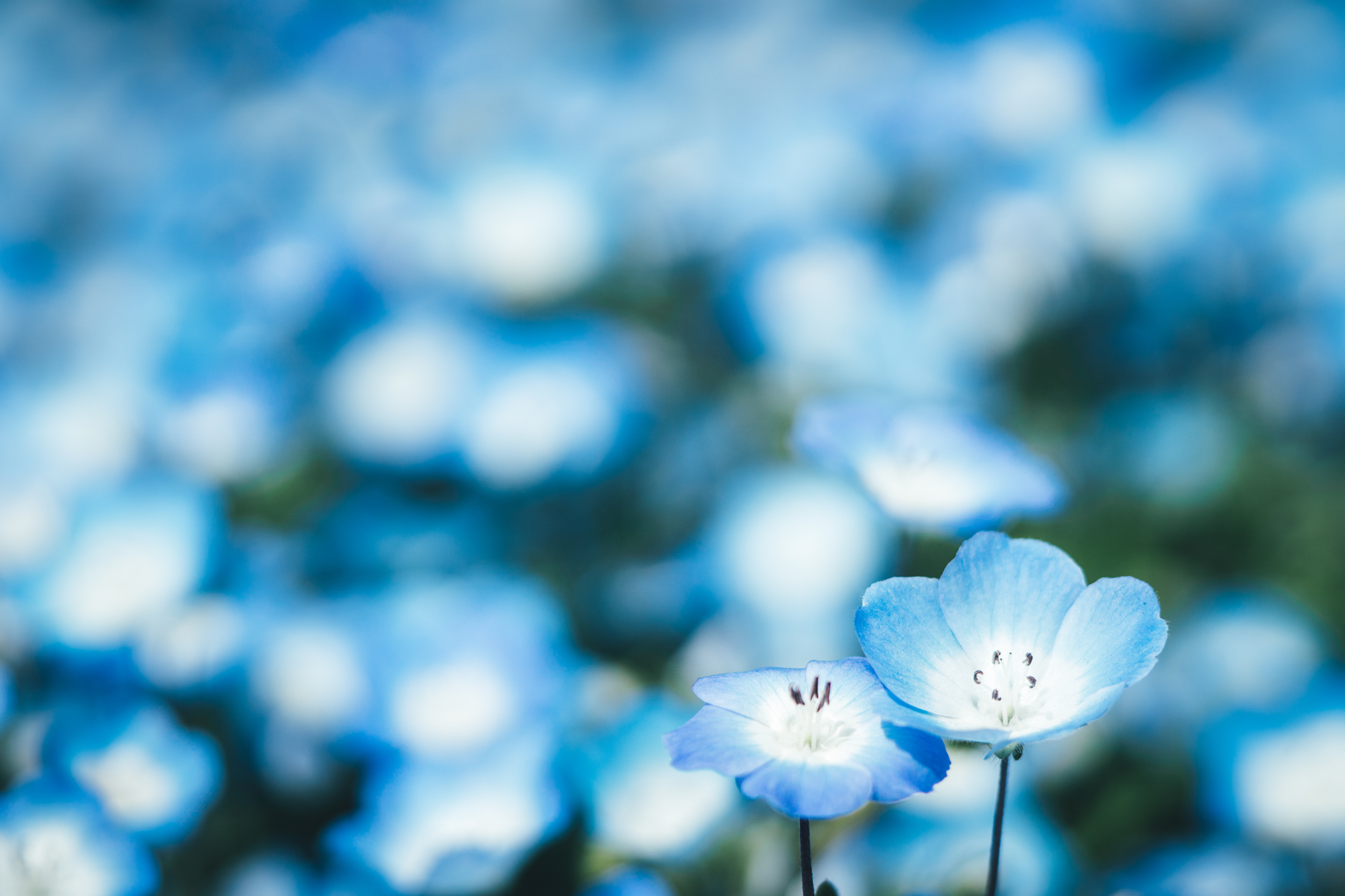 Send Flowers