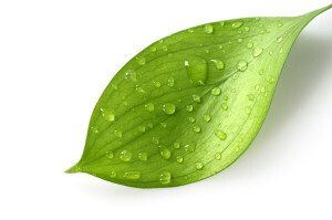 leaf with moisture on it