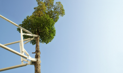 Land Clearing | Land O Lakes, FL | Treemasters Inc