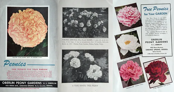 Vintage peony garden catalog page featuring multiple peony flower images.