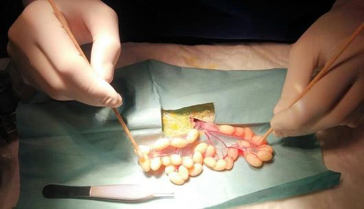 Veterinario che coccola un gatto