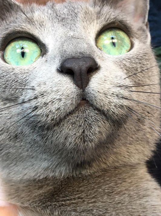 Clinica veterinaria per istrici