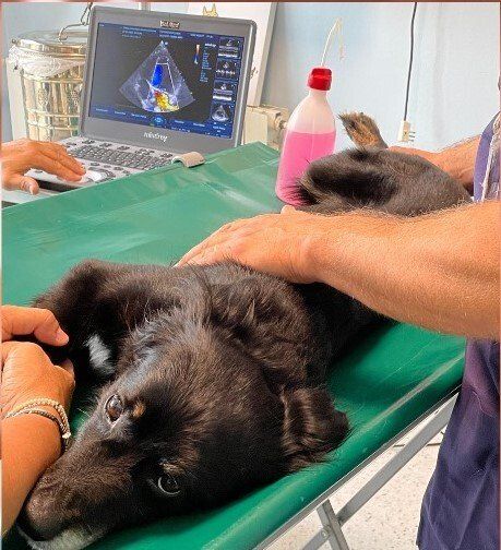 Strumenti di ultima generazione per diagnostica veterinaria