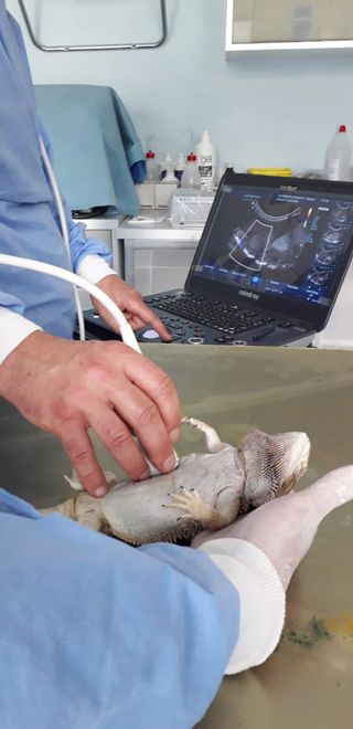 Ecografia veterinaria