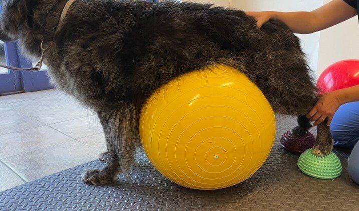 Vasca per idroterapia veterinaria