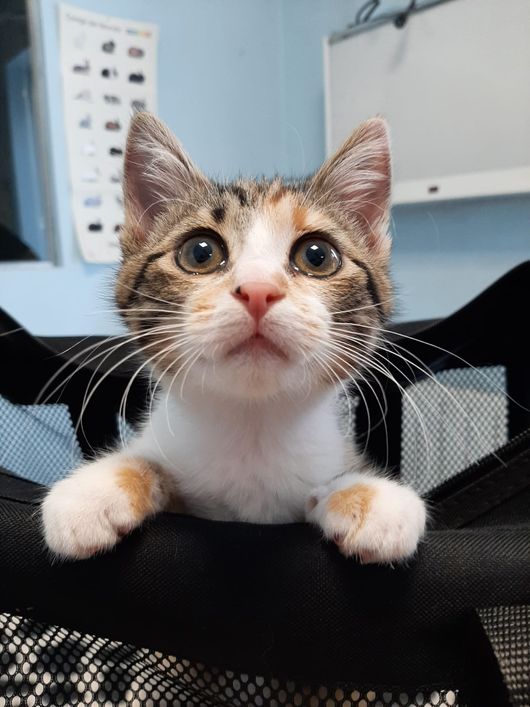Veterinario che assiste un gatto durante la degenza