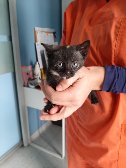 Veterinario per cani