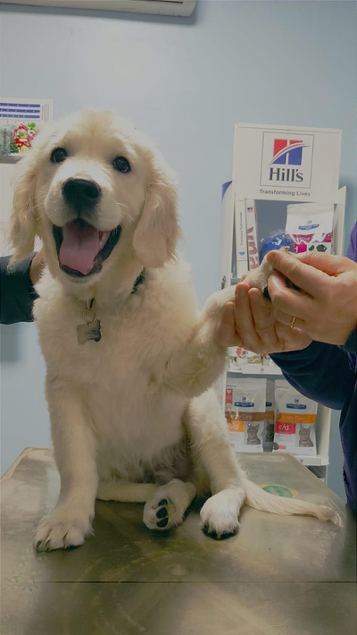 Veterinario che visita un cane