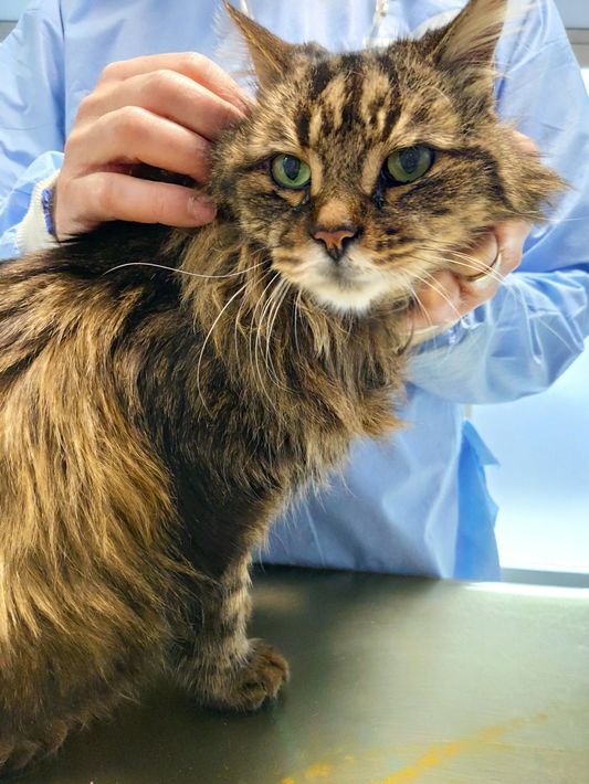 Un gatto dal veterinario