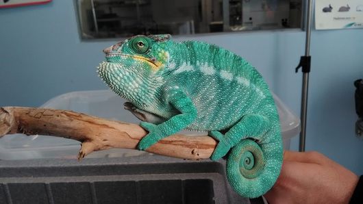 Veterinario specializzato in rettili