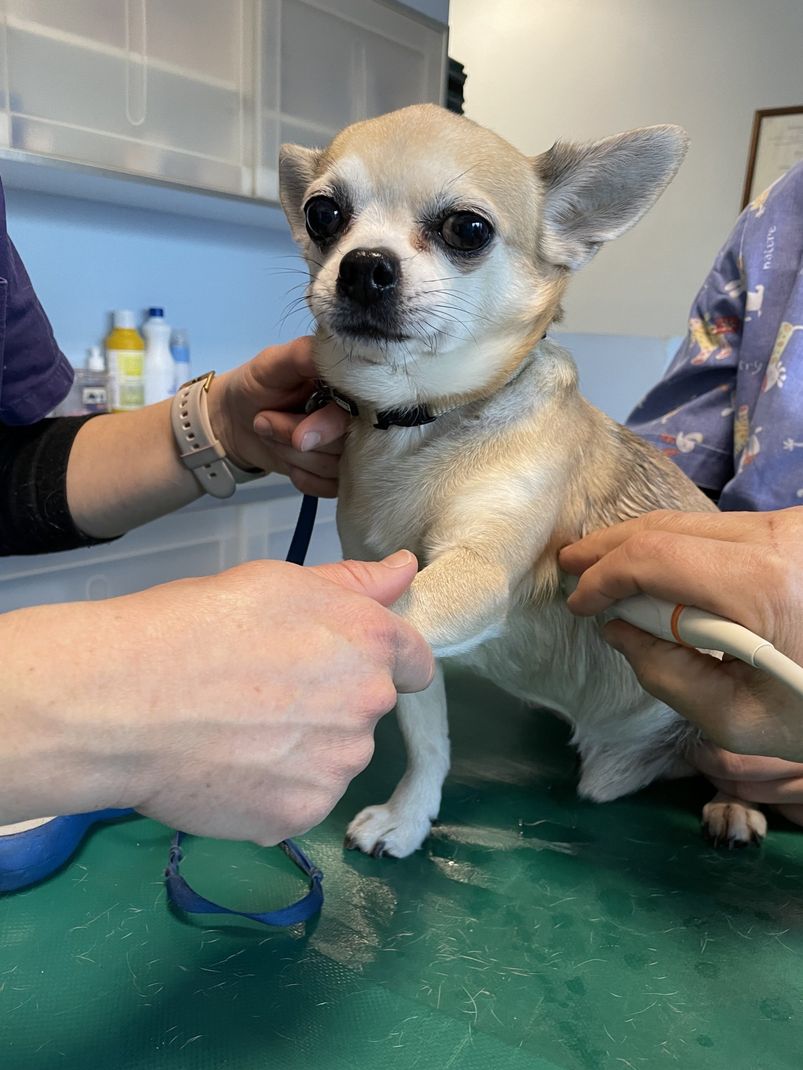Veterinario che ausculta un pappagallo