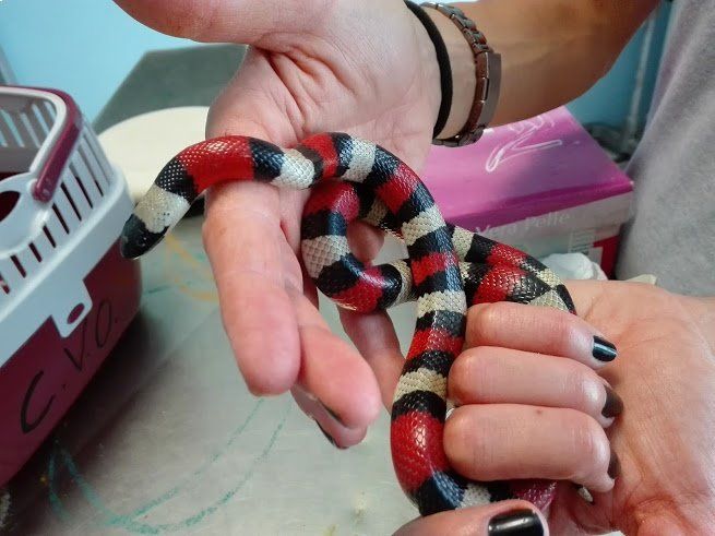 Veterinario che esamina un serpente