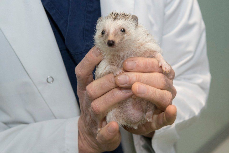 Veterinario che visita un coniglio