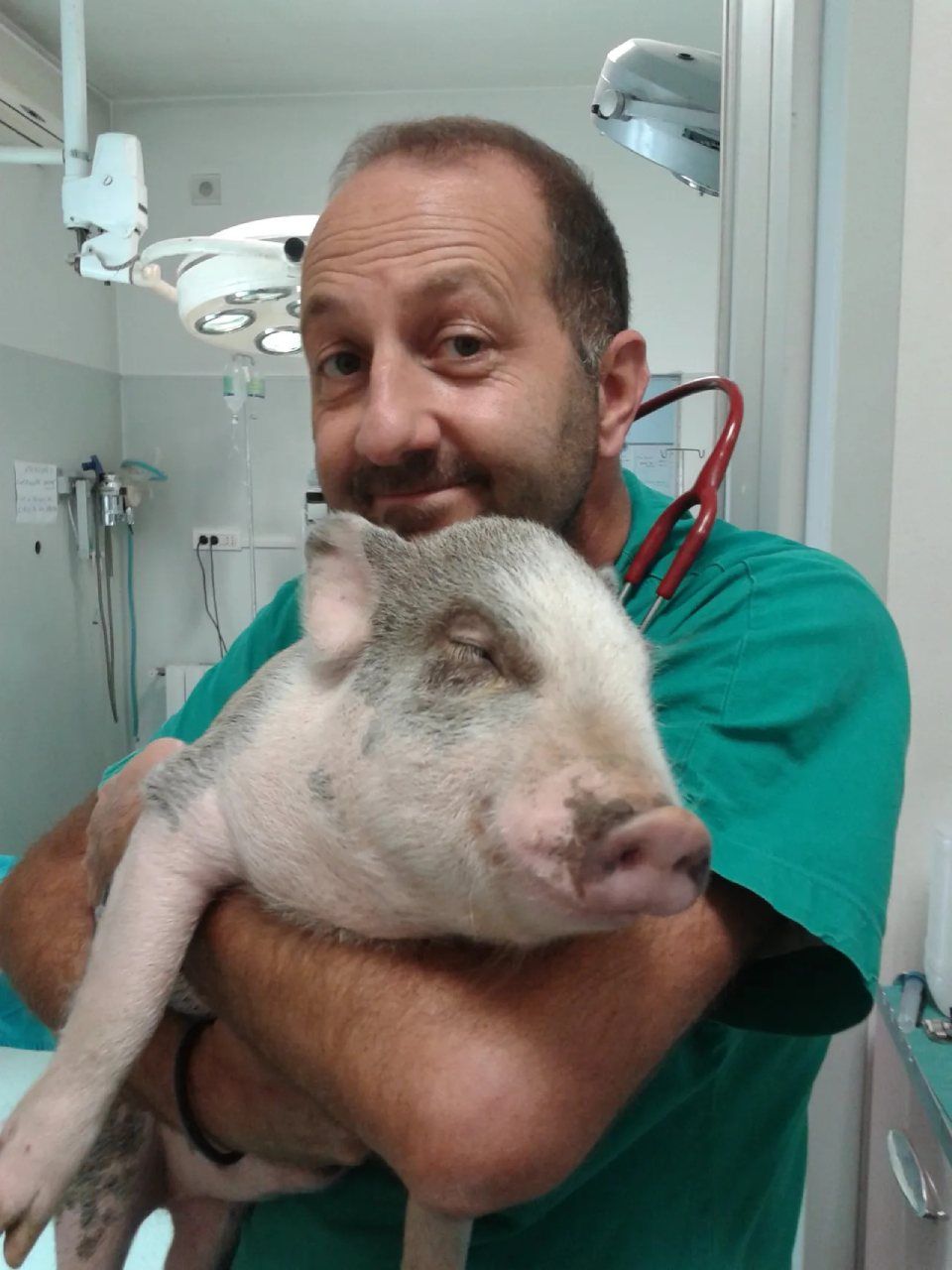 Veterinario con un maialino da compagnia
