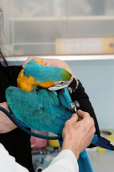 Prestazioni veterinarie su animali non convenzionali