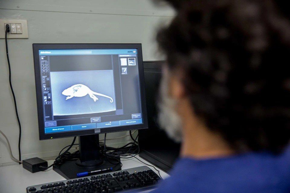 Esami di diagnostica veterinaria