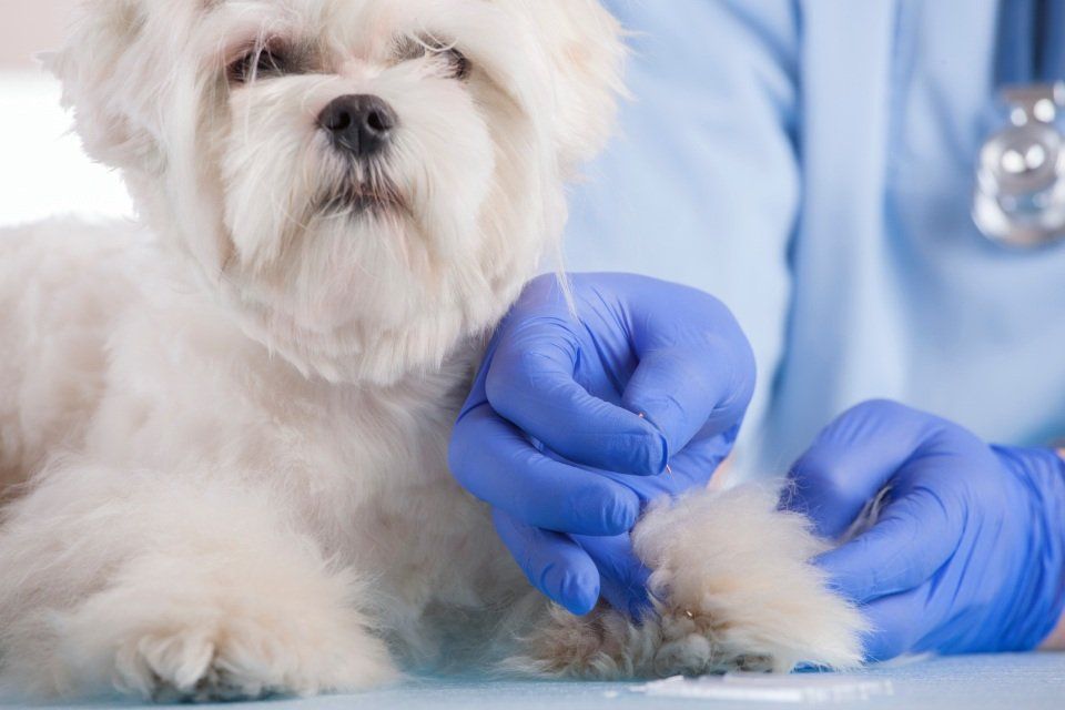 Agopuntura veterinaria