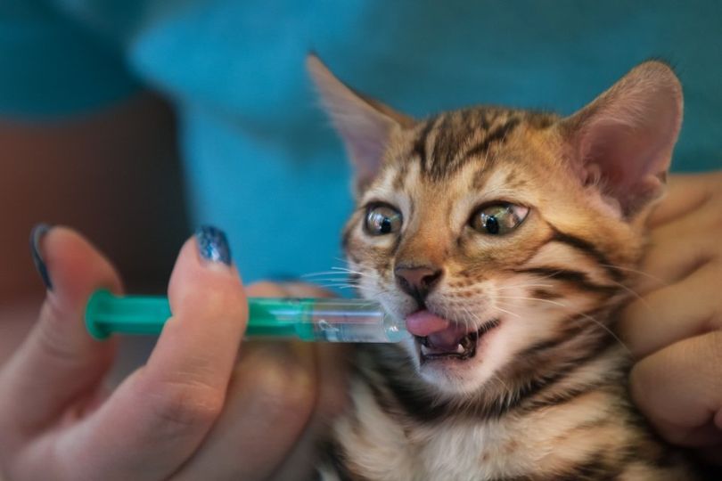 Veterinario che somministra un trattamento di medicina alternativa a un gatto