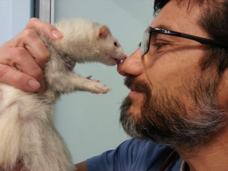 Veterinario che gioca con un furetto
