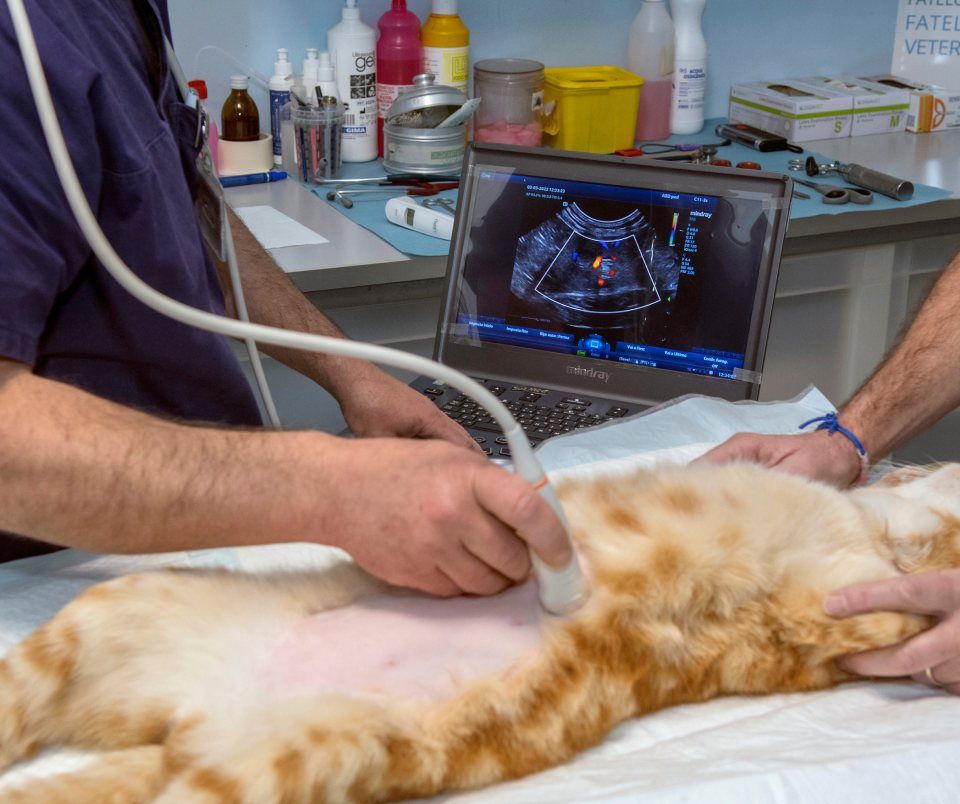 Ecografia veterinaria