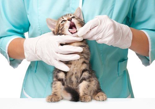 Visita del cavo orale di un gatto