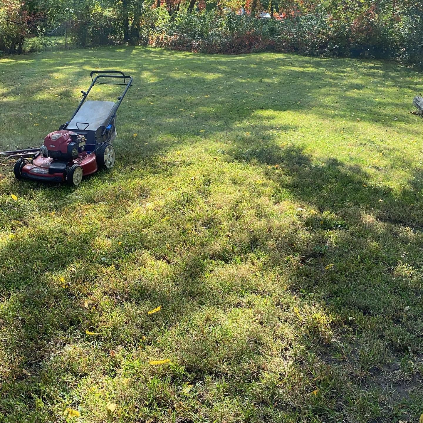 Red lawn mower on a grassy yard in sunlight, with trees and shrubs in the background