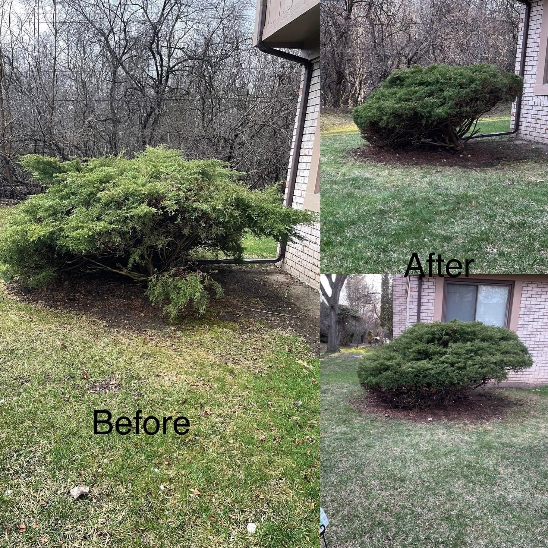 Before-and-after lawn photo showing a trimmed green shrub near a house.