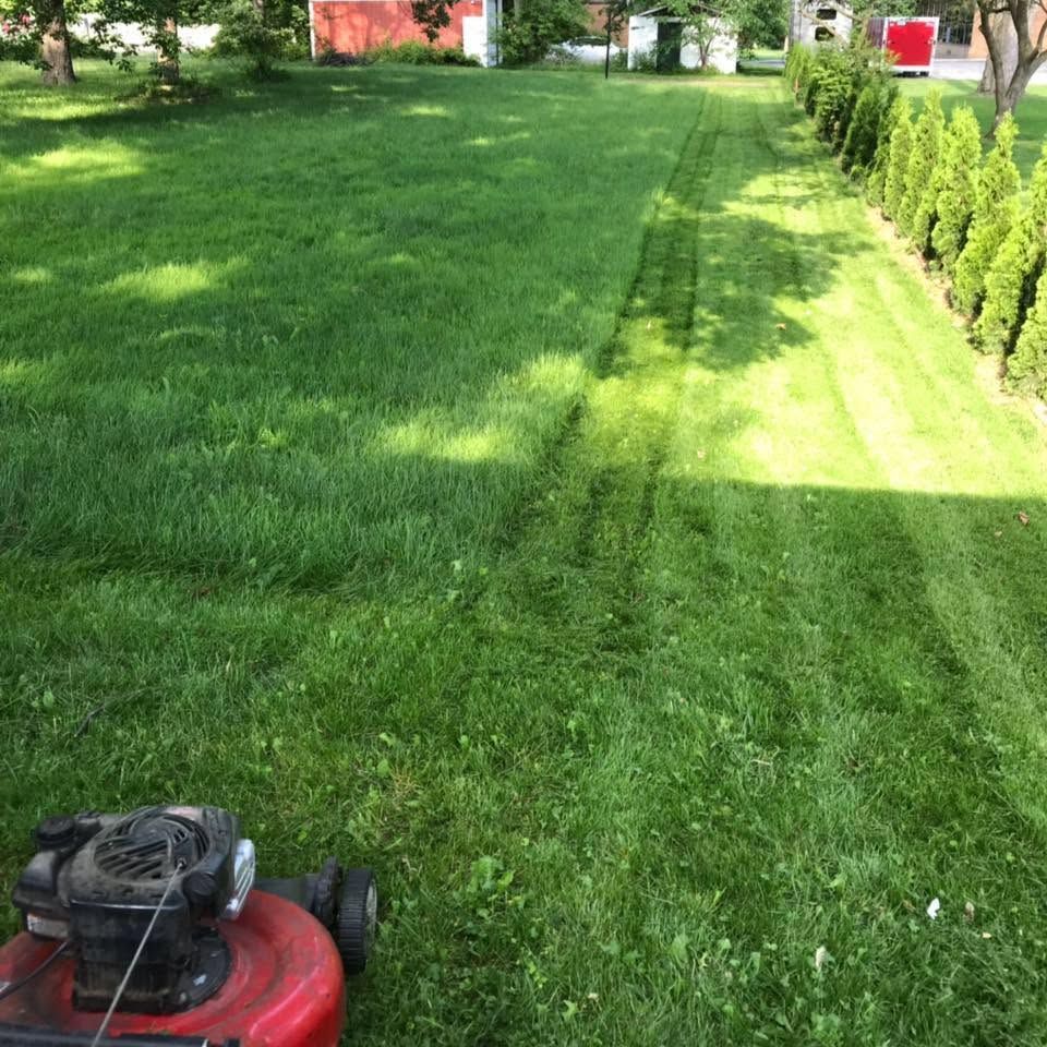 Lawn mower cutting a sunny green yard beside a row of shrubs and a red shed