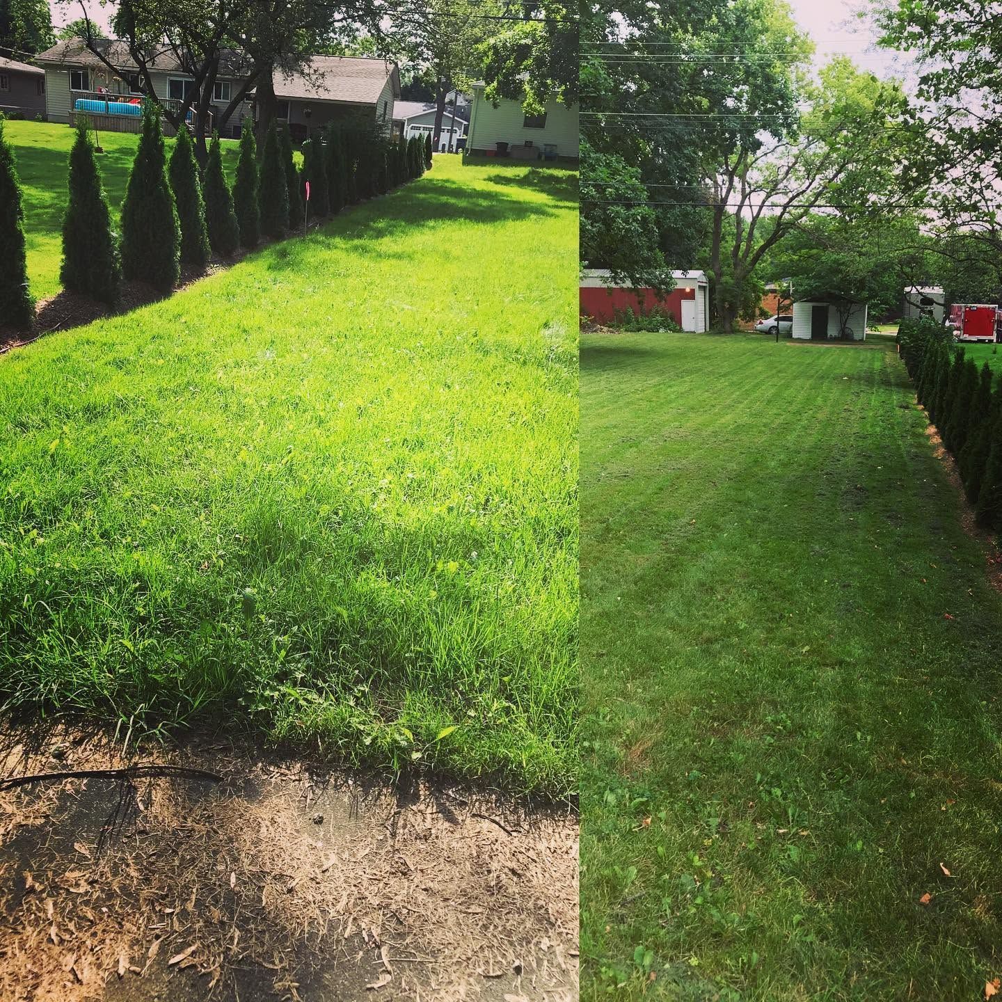 Lush green front lawn bordered by tall shrubs, with a house and trees in the background.
