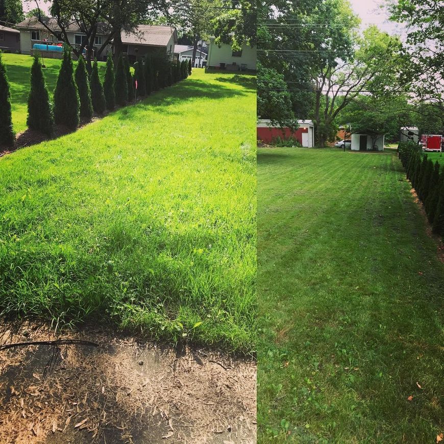 Green lawn with a hedge-lined path and trees in a sunny residential yard