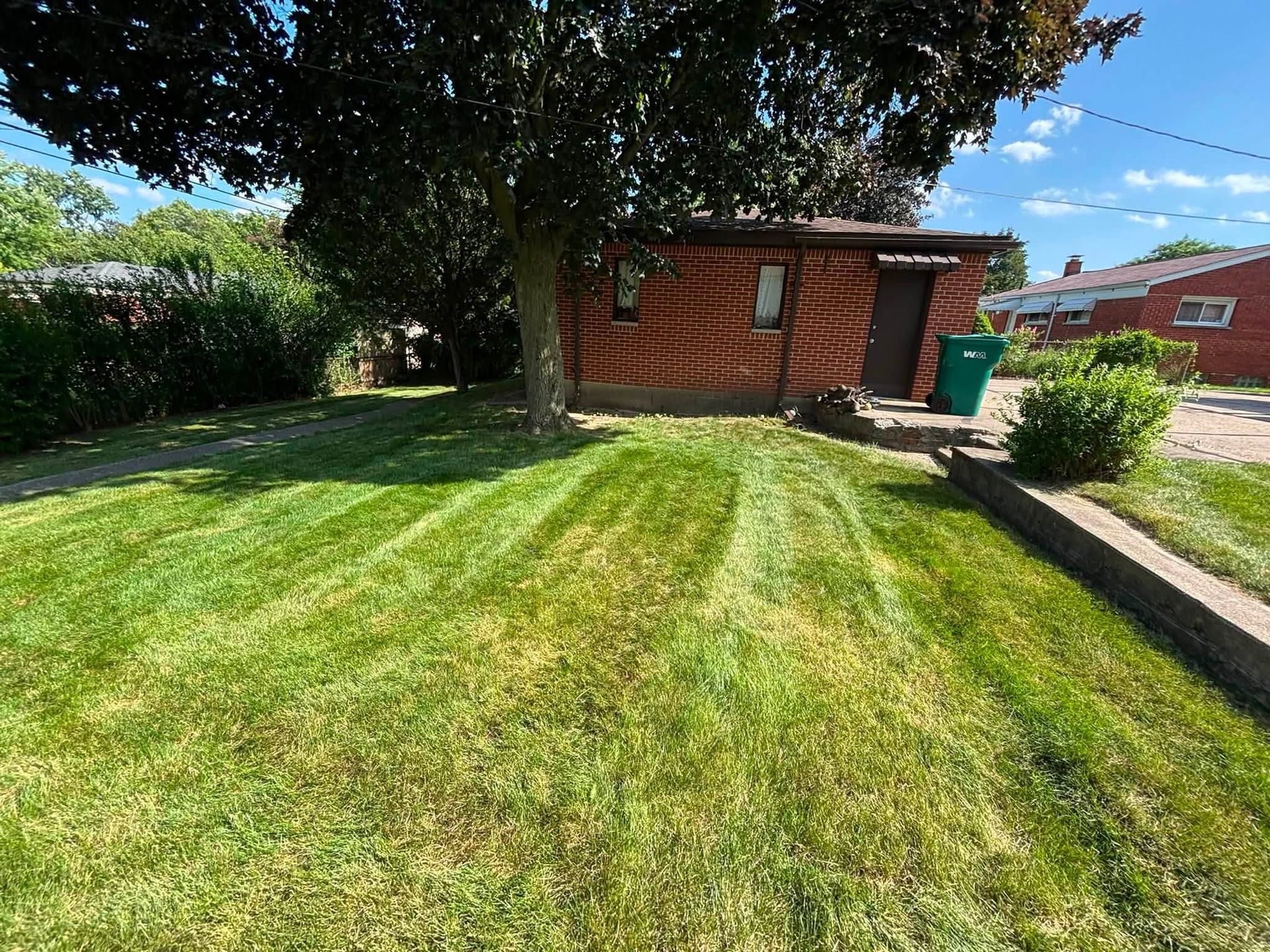 Backyard lawn with a wooden shed, large tree, and hedges on a sunny day