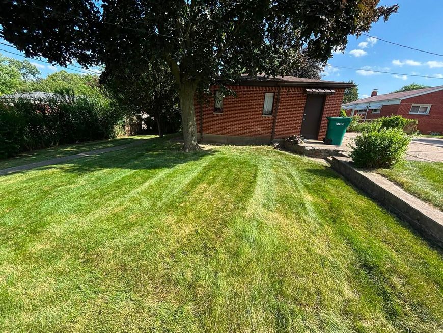 Backyard lawn with a wooden shed, large tree, and hedges on a sunny day