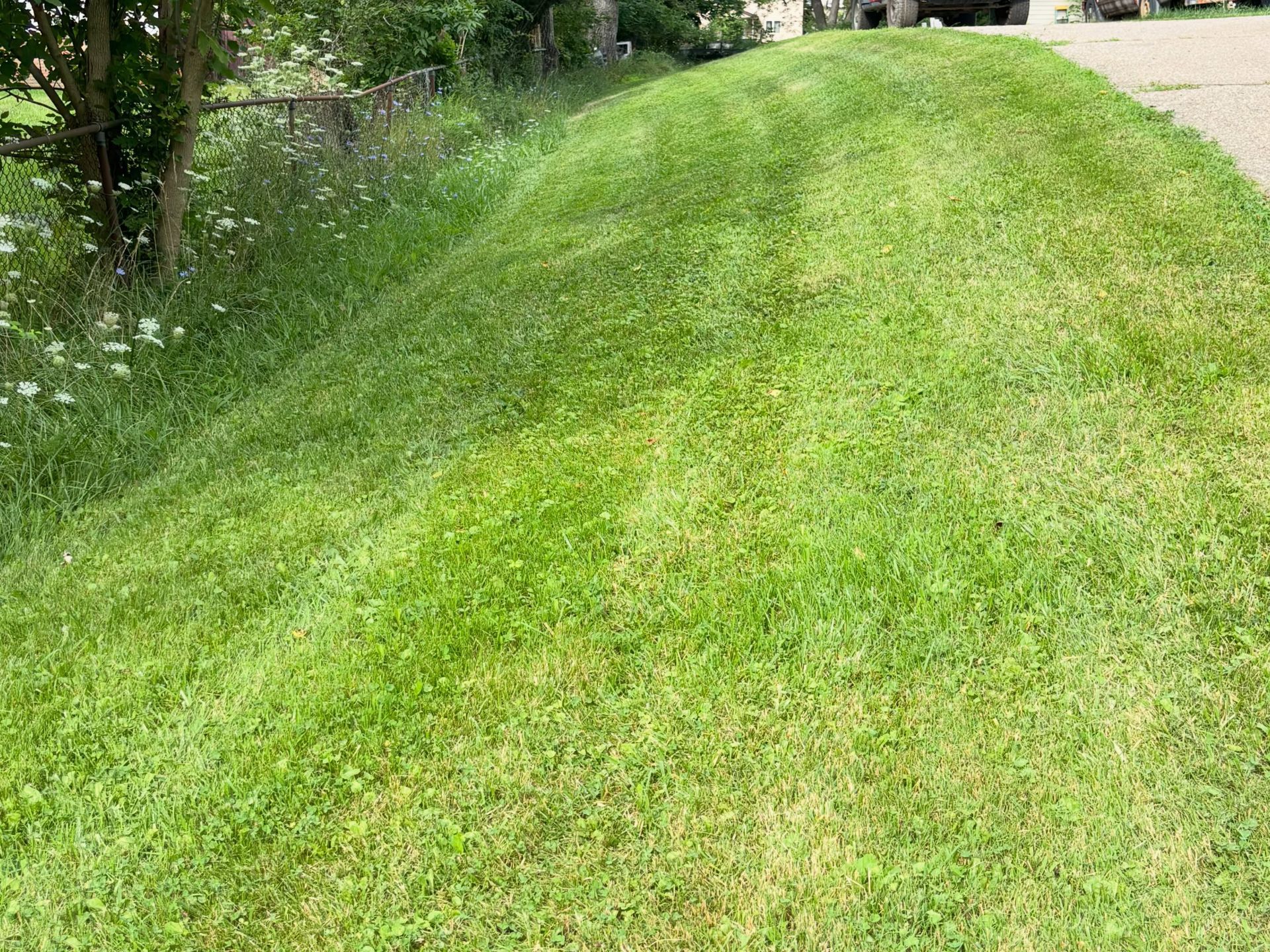 Grassy green hill with trees and small white flowers along the edge
