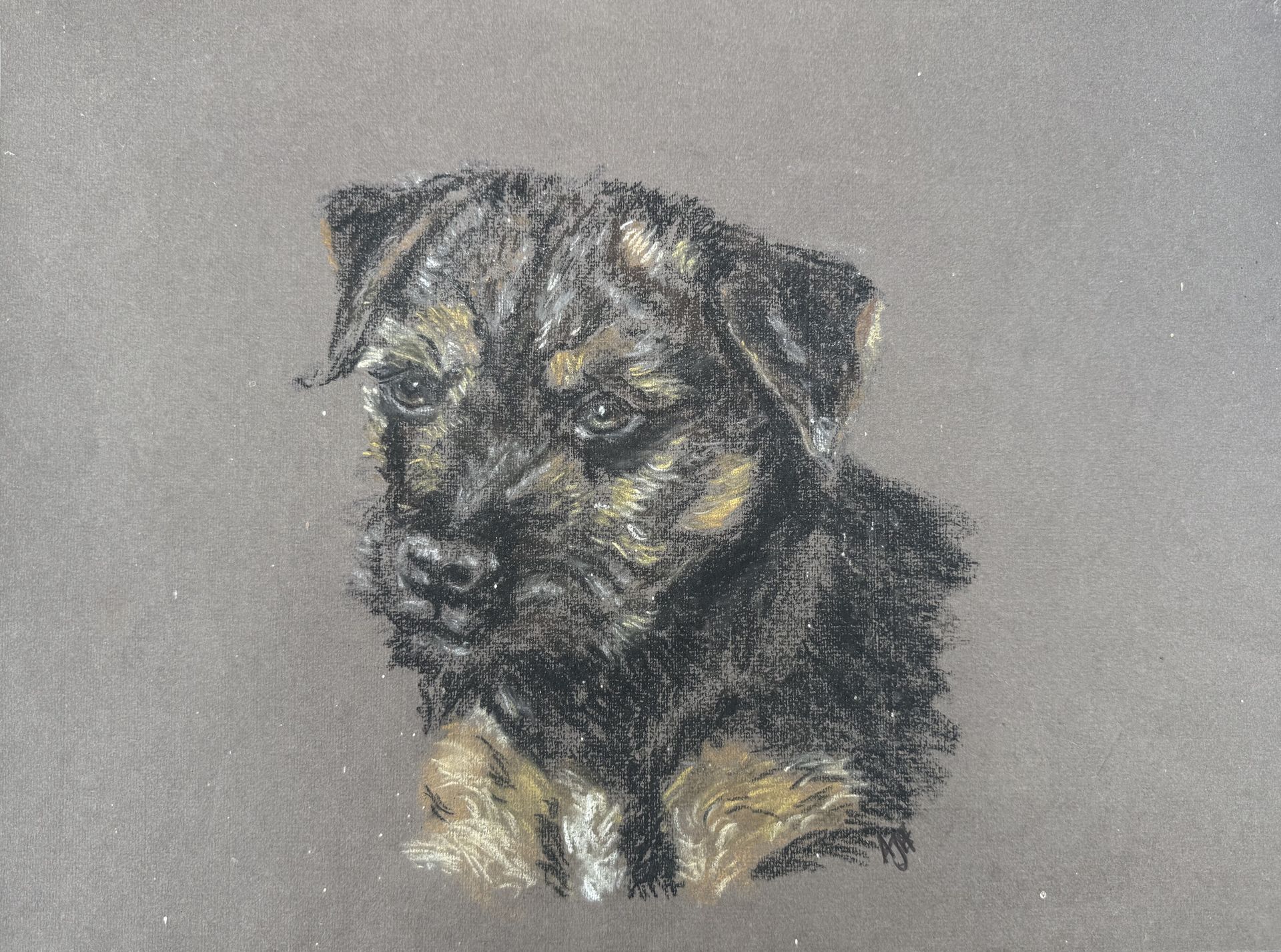 Small black and tan dog portrait on a gray background by Amanda Sivewright
