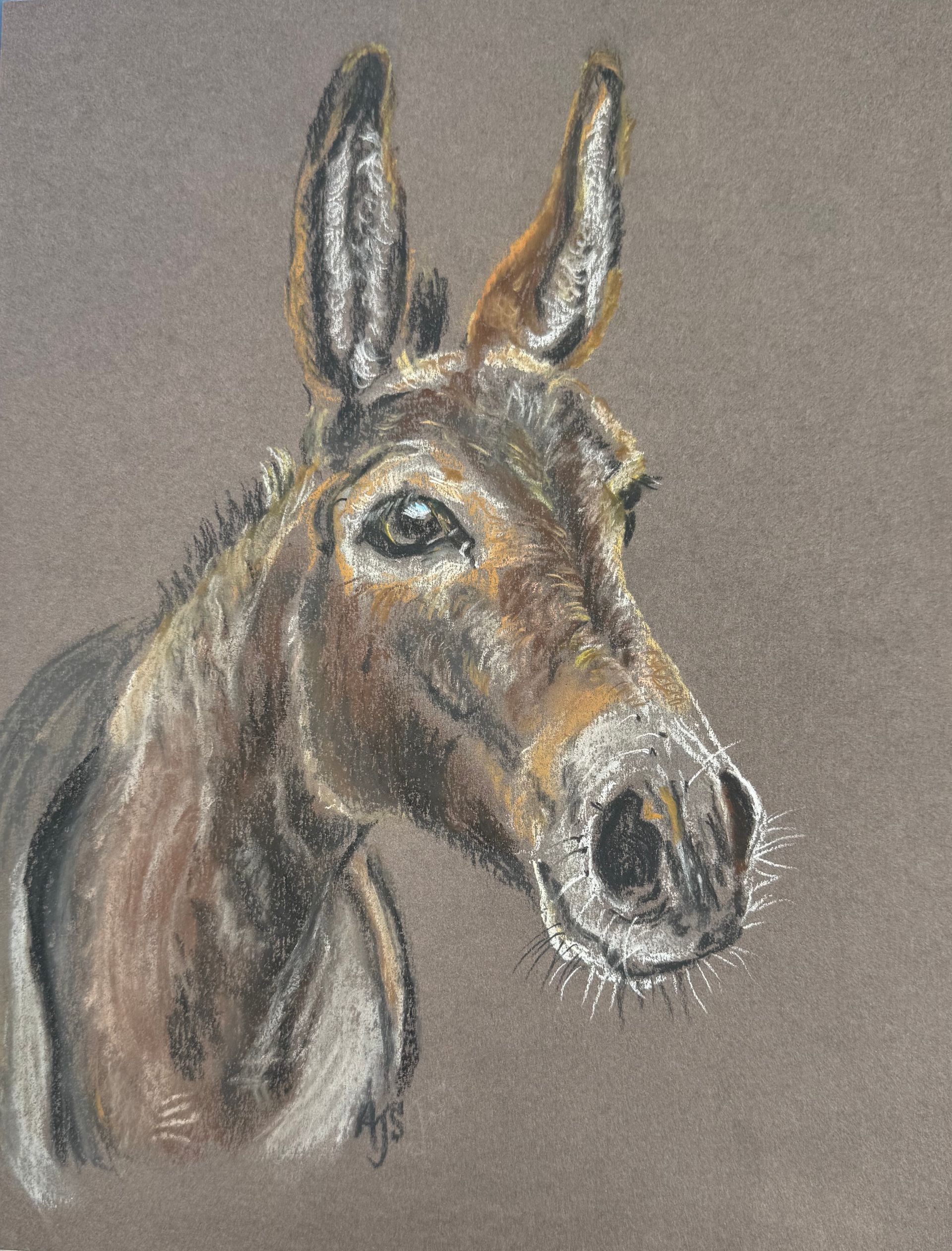 Charcoal sketch of a donkey head in profile on a gray background by Amanda Sivewright