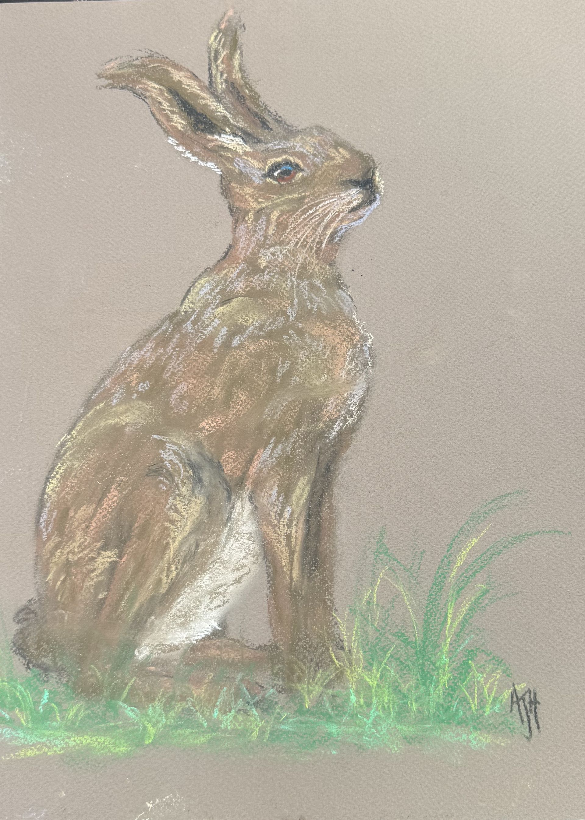 Brown hare sitting in grass, facing right, with long upright ears by Amanda Sivewright