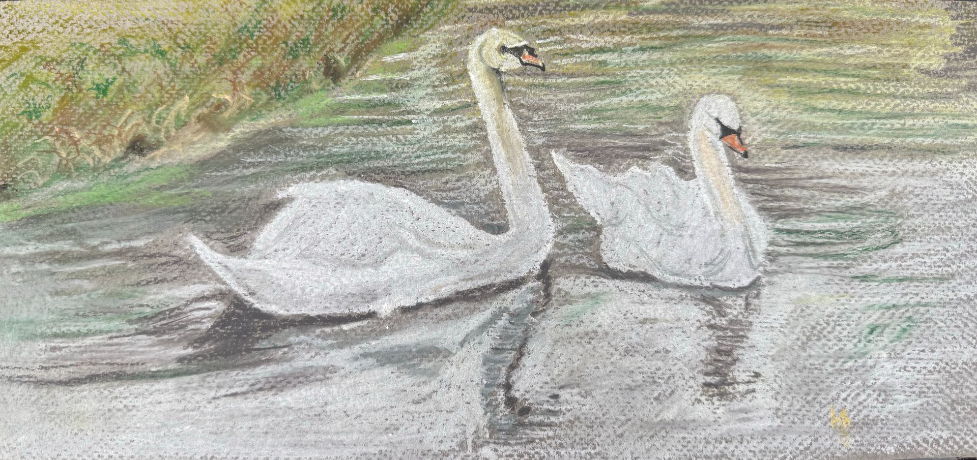 Two white swans floating on a calm pond by Amanda Sivewright