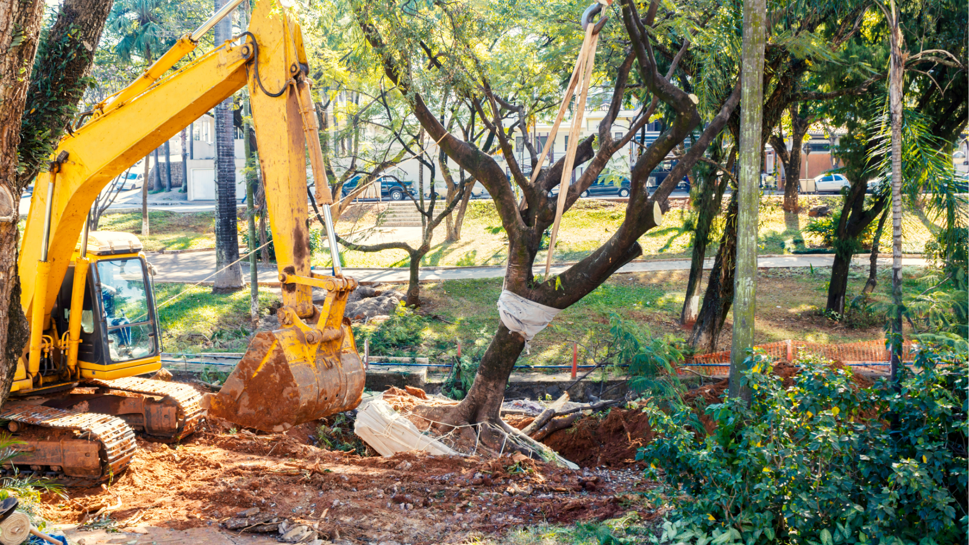 Tree Removal Service