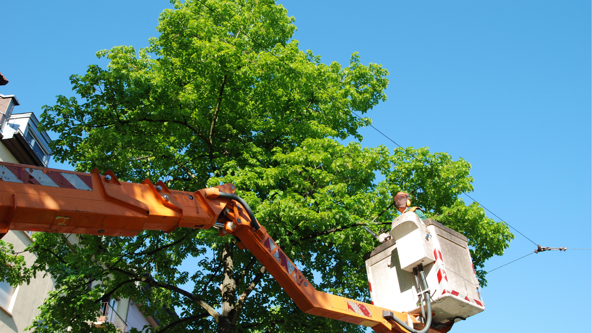 Tree Trimming service