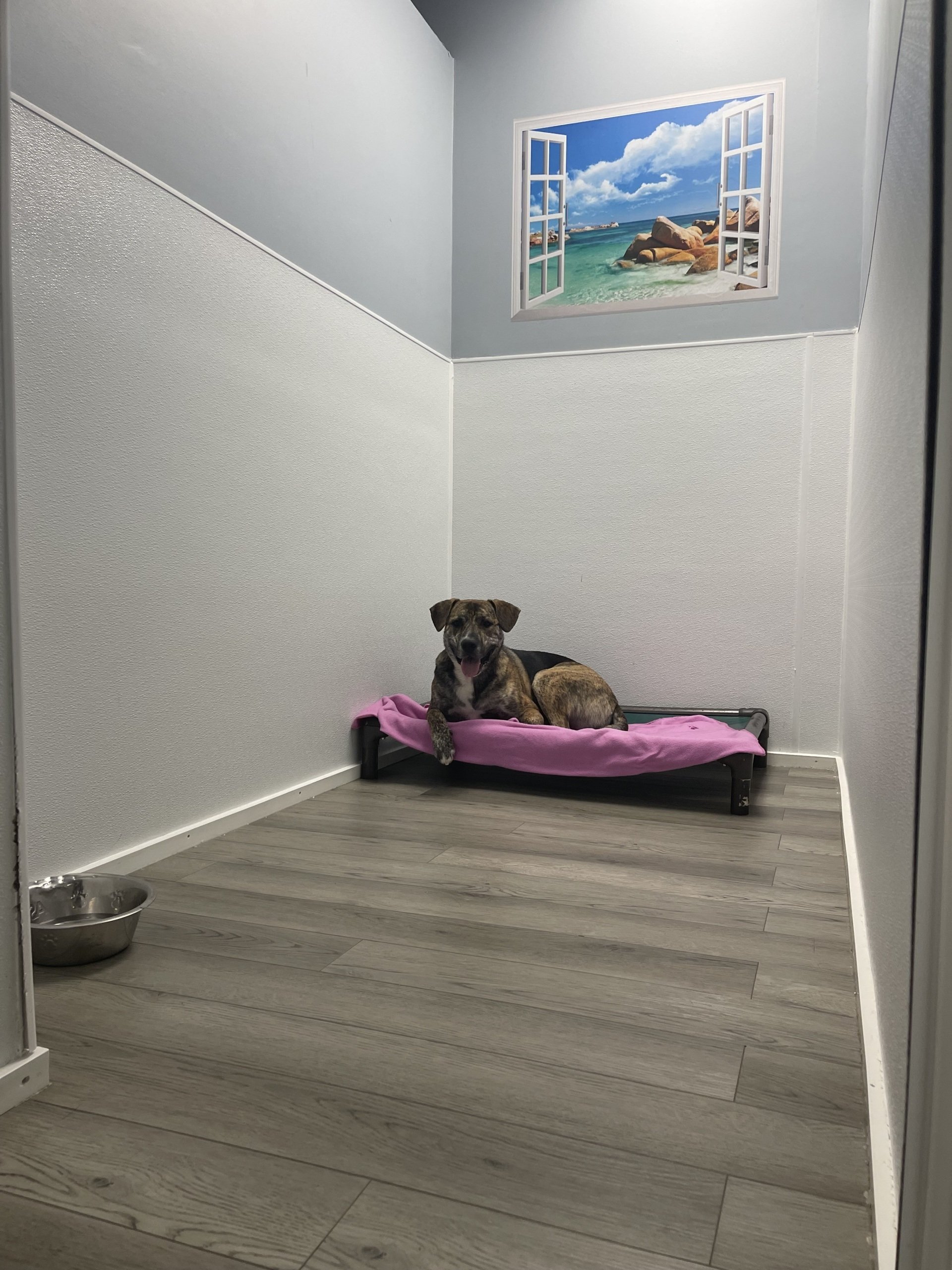 Dog Boarding Myrtle Beach, SC K9 Cabana Dog Resort & Training