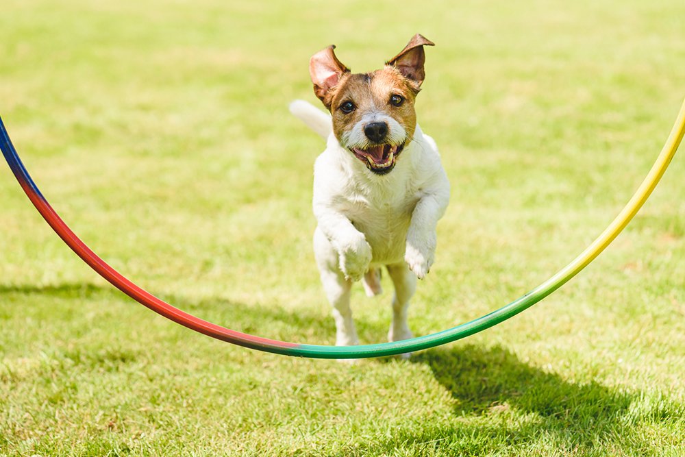 Dog Boarding Myrtle Beach, SC K9 Cabana Dog Resort & Training