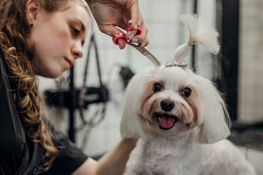Dog Boarding Myrtle Beach, SC K9 Cabana Dog Resort & Training