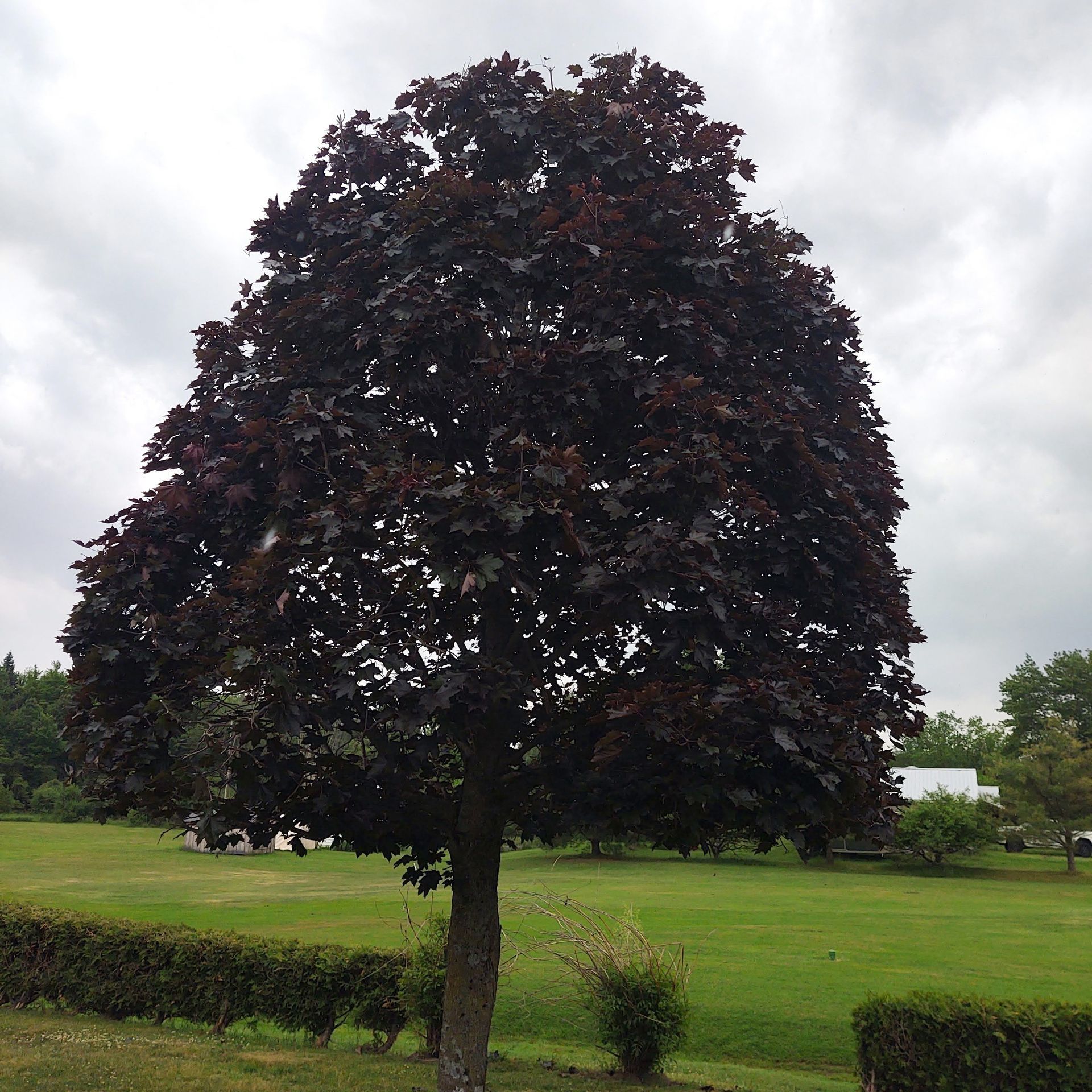 After a tree was pruned and trimmed