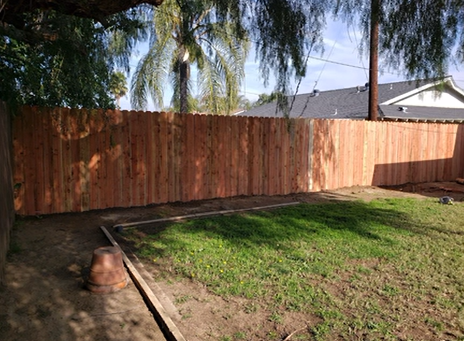 Backyard with wooden fence, green grass, and palm trees in sunlight